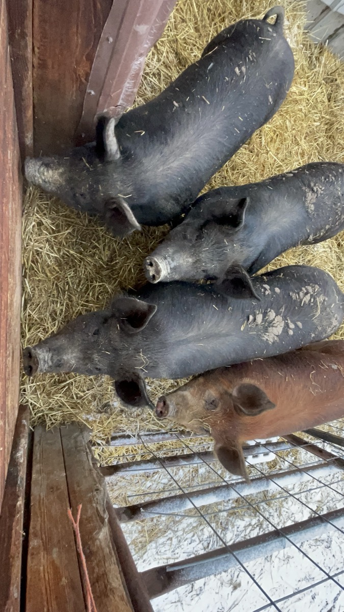 Hogs in the pen