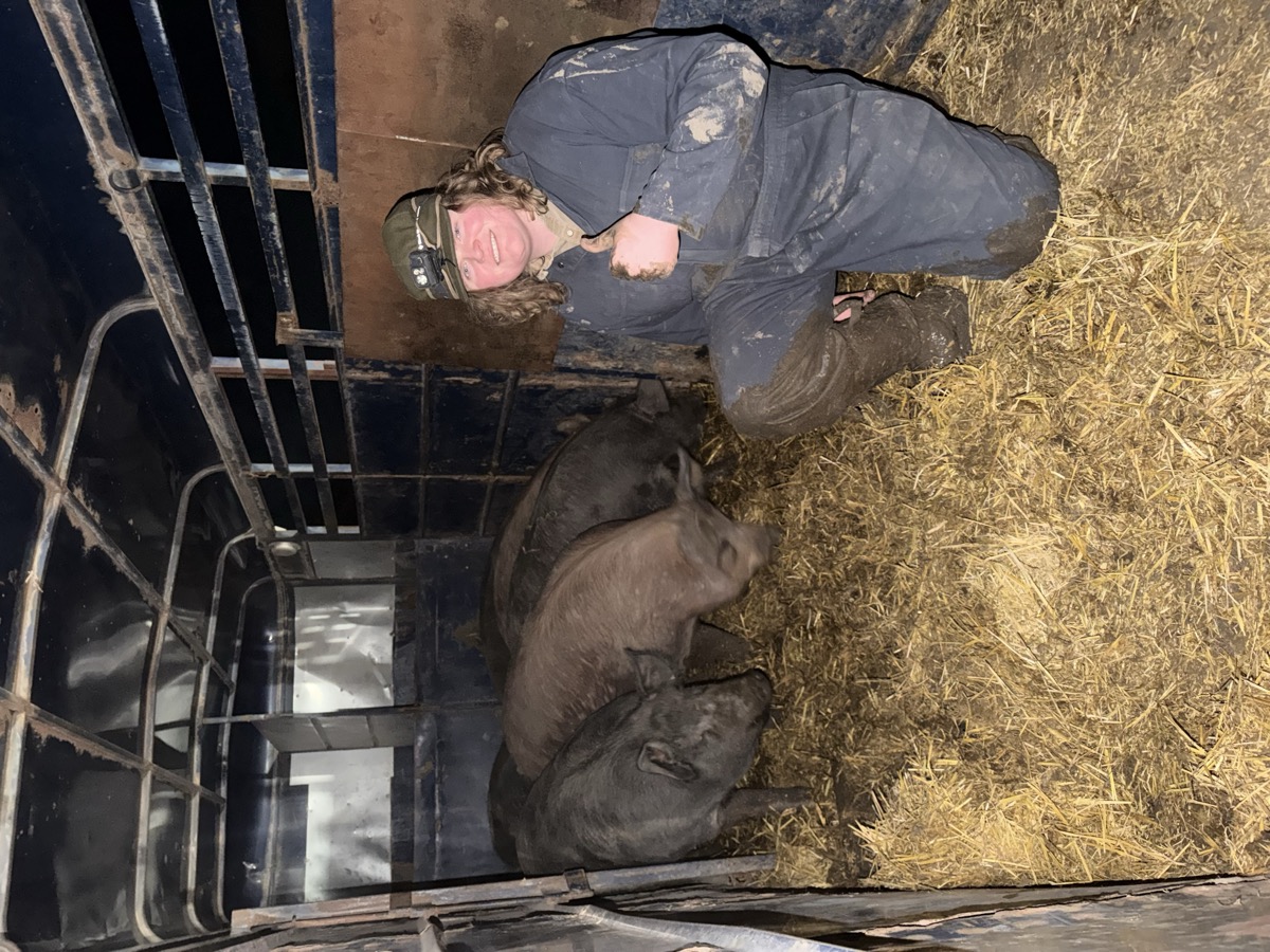 Max Woodcock with the hogs